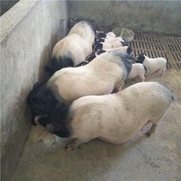 正宗巴马香猪目前多少钱一斤？价格是多少？