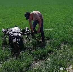 农田除草， 注意事项多