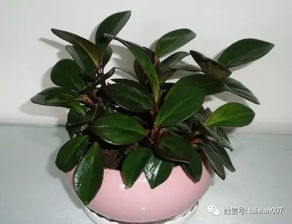 平安树种子如何种植？土壤和光照条件有哪些要求