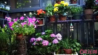 四、 千头菊：花开爆盆的阳台宠儿