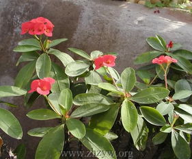 虎刺梅：美丽与毒性的交织