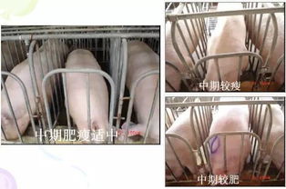 夏季孕猪科学饲养策略