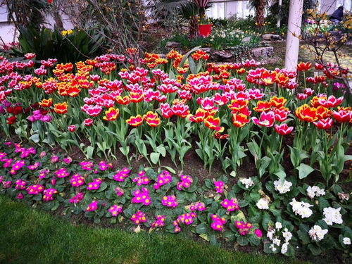 引种花卉，新手如何成功回国内种植？