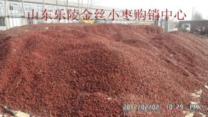 枣皮能否作为饲料原料，养殖户如何利用枣树副产品年省2万元？