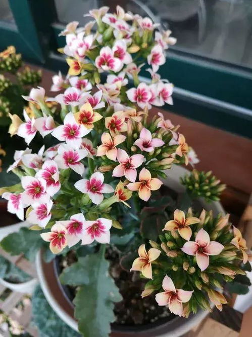 星期二，花儿的盛宴