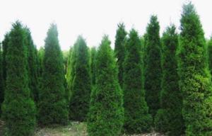 蜀桧的兄弟姐妹：各有各的特色