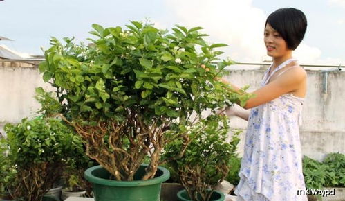 茉莉花长红蜘蛛怎么办？如何有效防治