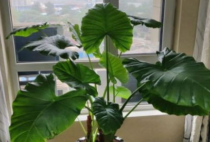 探索仙客来的耐寒底线