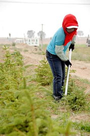 宁夏中卫的治沙经验