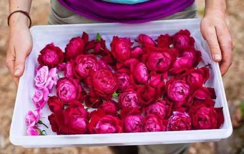 第四步：食盐大法好