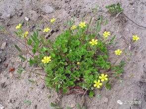 科塞特月季/珂赛特月季的花期有多长？适合在哪些地区种植？