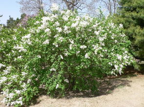 花灌木的多样价值