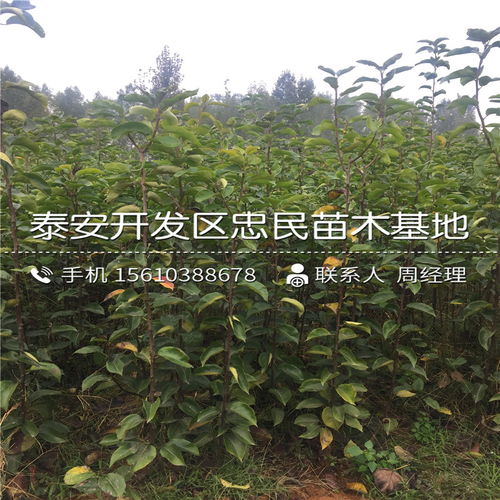 如何正确栽种玉兰花树苗并实施有效的栽培与养护管理