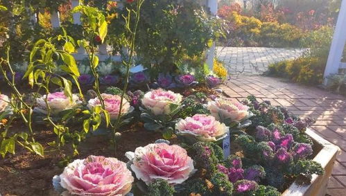 1月份适合种植的花有:   雏菊:早春开花,喜冷凉,忌炎热,喜光,喜肥沃土壤,生长季节需要充足的水肥。 仙客来:也叫免子花,是报春花......