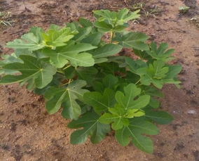 土壤问题，根系不健康