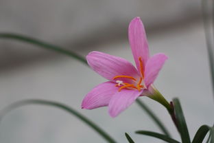 韭菜莲花的季节之谜