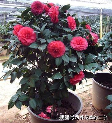 四季茶花：喜阴喜阳皆宜，养花新宠！