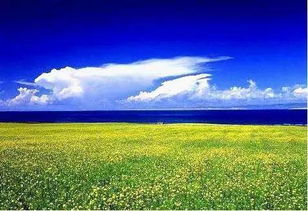 青海湖边的花海世界