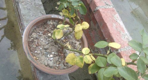 如何让移栽后的月季恢复生机？