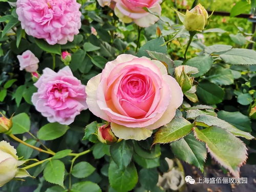 金奖章月季的介绍