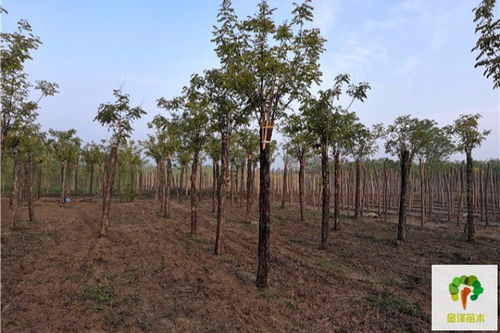 购买香花槐苗时要注意的“坑”