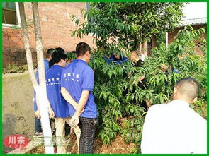 想种好桃树？这份桃树修剪技术