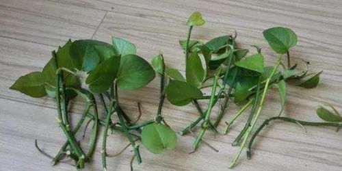 绿萝怎么修剪？剪后如何养护？