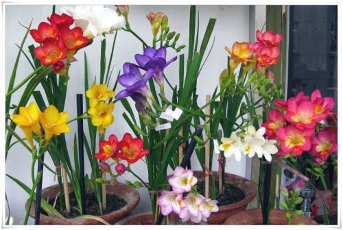 球根花卉种类繁多， 种植方式要选对