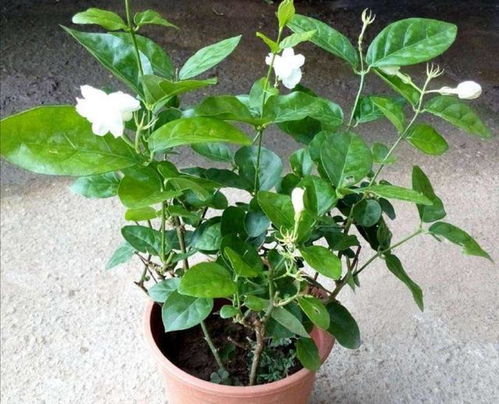 新手如何避免种植陷阱？