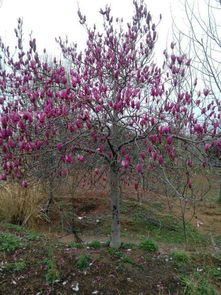 话说内乡五角枫玉兰， 美得让人心醉