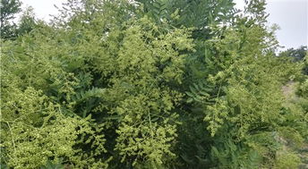 槐米价格波动：一场自然与经济的双重交响