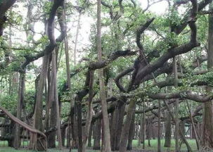 松树：坚韧的生命象征