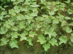 Q：幼苗突然倒伏是咋回事？