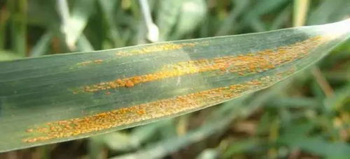 小麦条锈病与叶锈病的病原菌