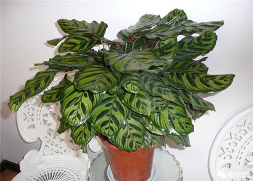 孔雀竹芋养护秘籍：保持独特花纹与鲜艳色彩的秘诀