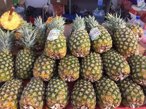 花卉世界农博会，新手如何避开高价花卉，找到物美价廉的品种？