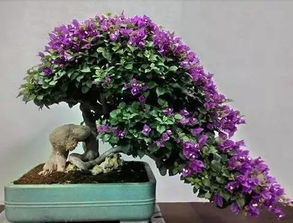 紫罗兰：冬天的色彩