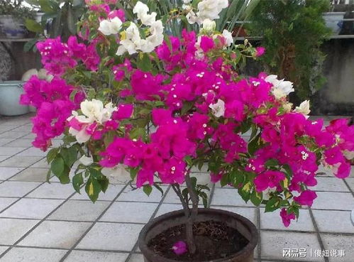 速生植物开花的神奇之旅