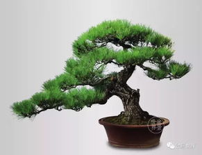 修剪松盆景， 保持优美树形