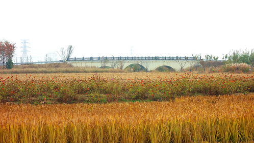 湖南农村养花， 种类繁多
