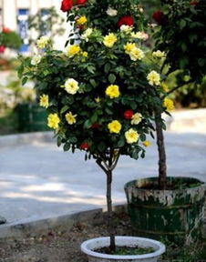 嫁接后的生存之谜