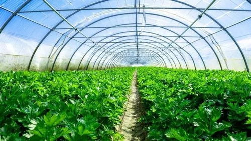 喷药后几天Ke以采摘？