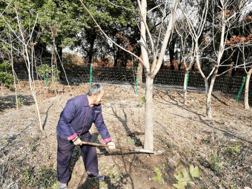 树木的“防霜药”：霜冻季节的防护措施