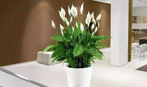 沿阶草的种植密度，你有考虑过吗？