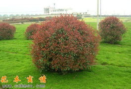 红叶石楠， 秋天的火焰