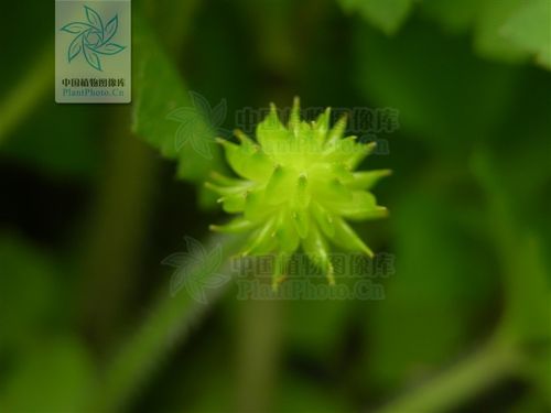 养殖户打死不说的牧草机密