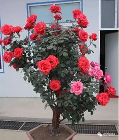 夏天开的花：热辣辣的花儿