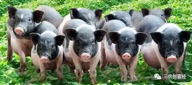 提升养殖效益，八法促猪只高效出栏