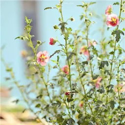 第二步：修剪枯叶