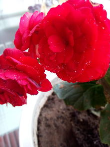 防治海棠虫子的办法